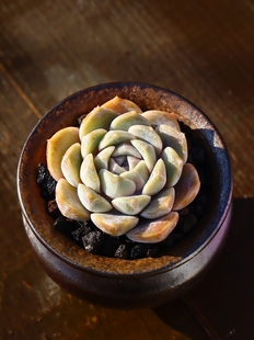 慢悠花房汉堡多肉植物泰尼汉堡有暗纹易养活小萌物肉嘟嘟精品多肉