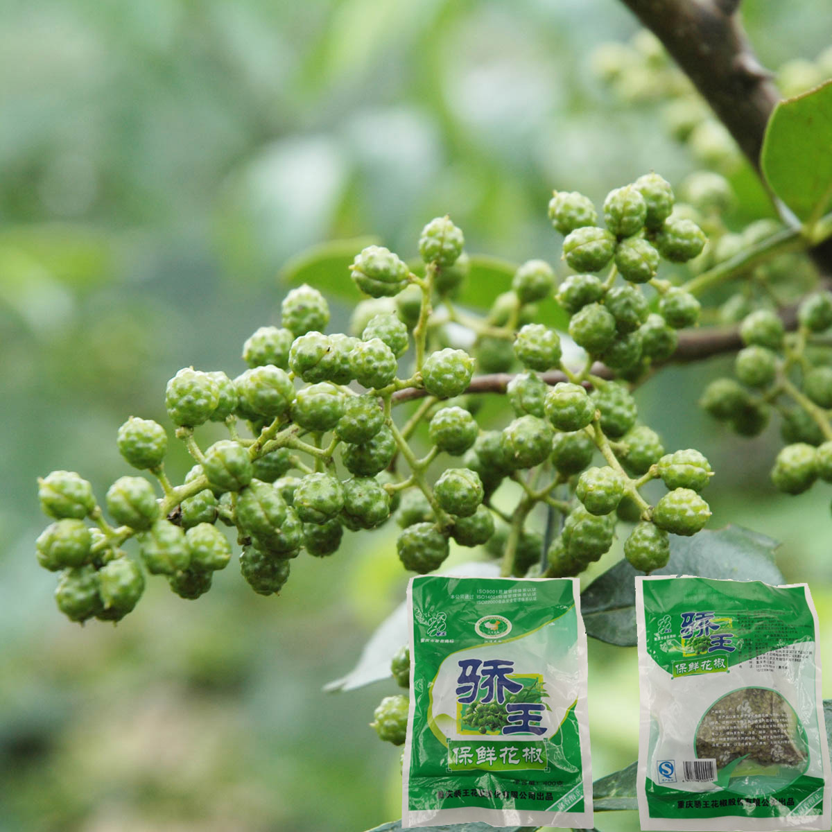 骄王新鲜花椒350g 九叶青保鲜青花椒 麻椒 麻辣川菜火锅鱼调料