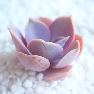 珍珠米果果露养多肉精美迷你高档防辐射特价阳台多肉植物绿植多肉