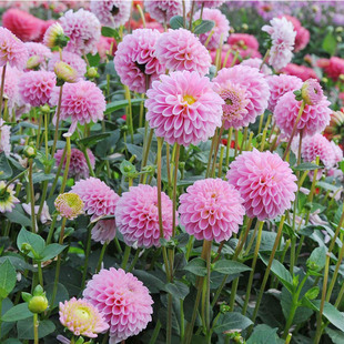 【虹越】大丽花进口春植球根大丽菊花卉庭院种植盆栽植物