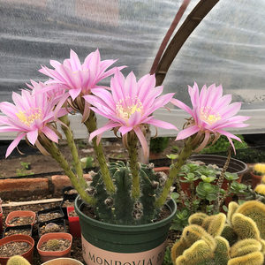 花荷尚 王冠短毛丸粉短白短大花 span class=h>仙人球 /span> 批发