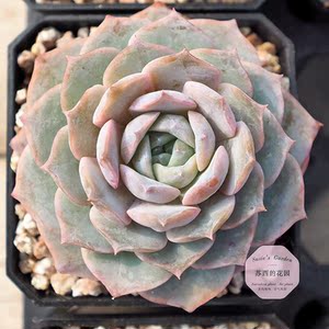 丝绒玫瑰 多肉 韩国进口月影系杂交肥圆暗纹 精品萌肉 苏西的花园