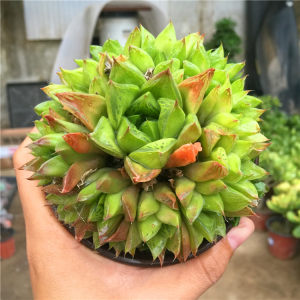 多肉植物宝草图片