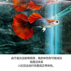 【珊瑚蓝尾孔雀鱼价格】最新珊瑚蓝尾孔雀鱼价