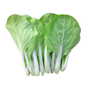 四季黄叶小白菜种子 成熟快 小青菜阳台庭院蔬菜种籽