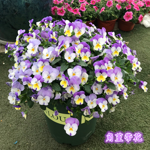 角堇带花盆栽露天植物庭院花卉耐寒三色堇盆栽蝴蝶花角瑾花苗