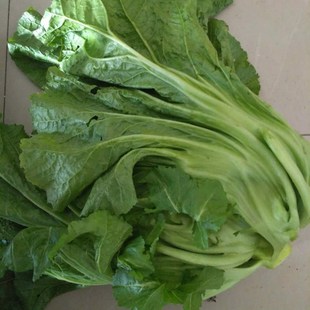 新鲜蔬菜四川泡菜原料泡青菜宽邦青菜青芥菜一份10斤包邮