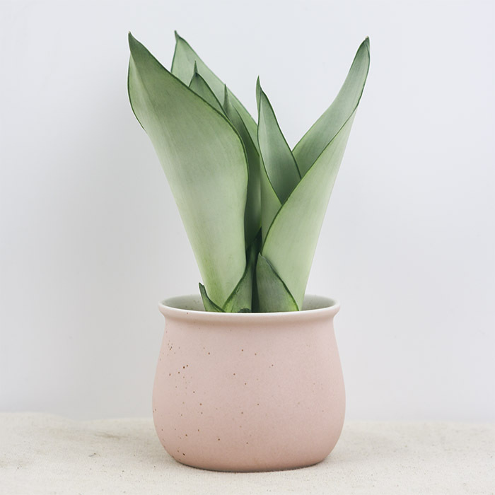 绿植白玉虎皮兰虎尾兰小盆栽室内净化空气吸甲醛清新植物盆景包邮