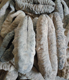 印尼进口 黑猪婆参 猪母参 肉质肥厚 送礼佳品 全国包邮 新鲜淡干