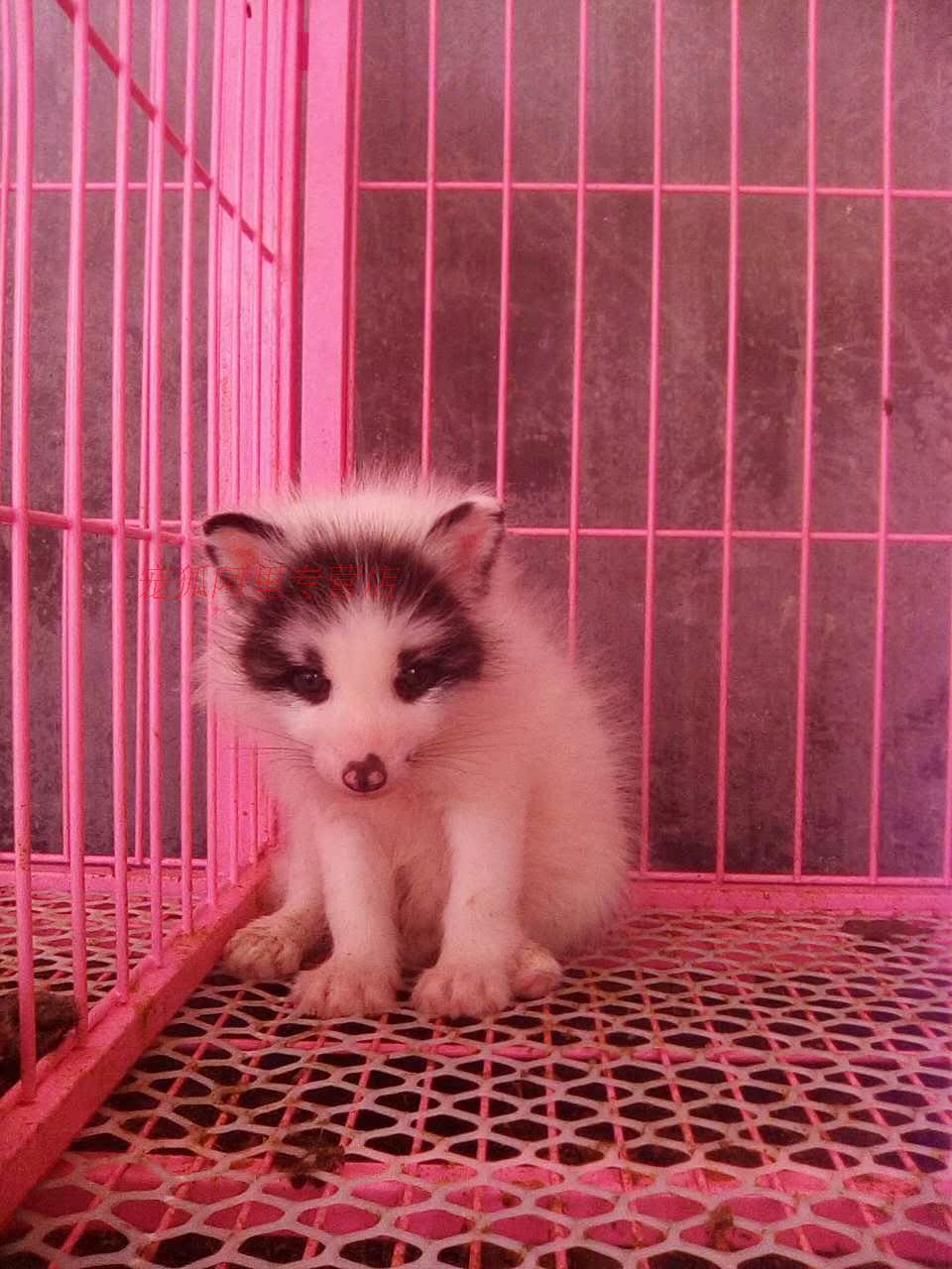 狐狸活体 熊猫狐大理石狐宠物狐狸活体幼崽6月龄纯种 宠物狐狸