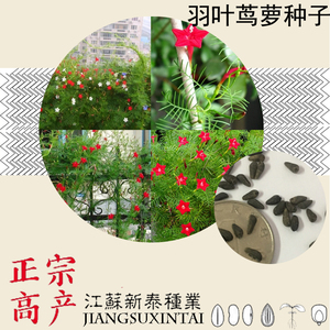 散装羽叶茑萝种子 狮子草绕龙花 锦屏封 五角星花种子 包邮