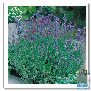 英国原装进口孟士德家族薰衣草种子 进口香草庭院四季阳台盆栽