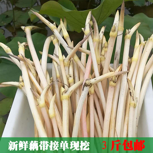 新鮮藕帶湖北農家特產時令新鮮藕帶藕尖現採藕腸藕芽藕心3斤包郵