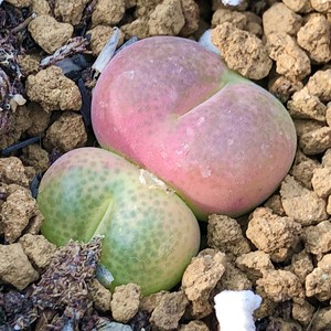 thy 彤花苑 翠光玉 多肉植物 番杏 肉锥 3年母本株 开花株