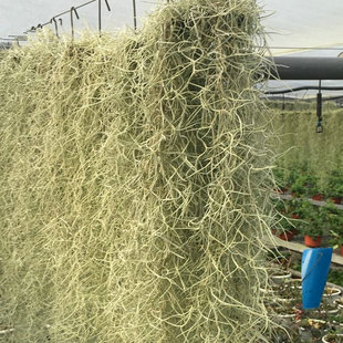 常綠無土栽培不要土的植物 空氣鳳梨銀葉松蘿老人須窗簾植物窗簾