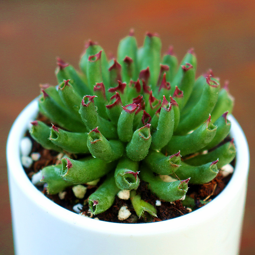 多肉植物春季秋季卧室客厅百惠品相好绿植花卉组合含盆含土包邮