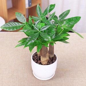 发财 span class=h>树 /span>三株盆栽自吸水懒人园艺办公 span class