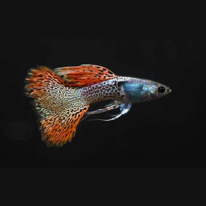 淡水热带观赏鱼小型高端 span class=h>孔雀鱼 /span>凤尾鱼金属红