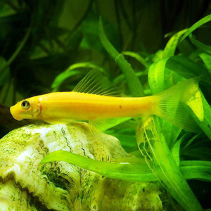 草缸热带观赏鱼除藻清缸工具鱼金苔鼠鼠鱼除藻鱼吃青苔鱼缸清洁