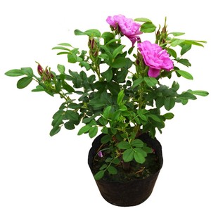 平阴丰花一号盆栽食用玫瑰 span class=h>大马 /span> span class=h>