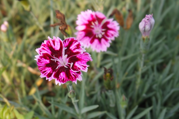 欣欣花园宿根花园植物 虹美石竹 地被石竹 多年生