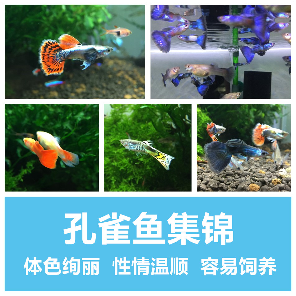 孔雀魚雜袍孔雀小型觀賞魚熱帶魚觀賞魚活體寵物成體魚自家繁殖