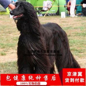 阿富汗猎犬黑色的图片图片