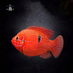 雪龙鱼大型鱼热带鱼观赏鱼 龙鱼 风水鱼 活体
