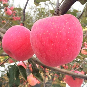 冬红果盆栽苹果树苗盆栽果树苗南方北方种植当