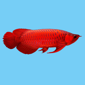 红龙鱼超血红龙图片