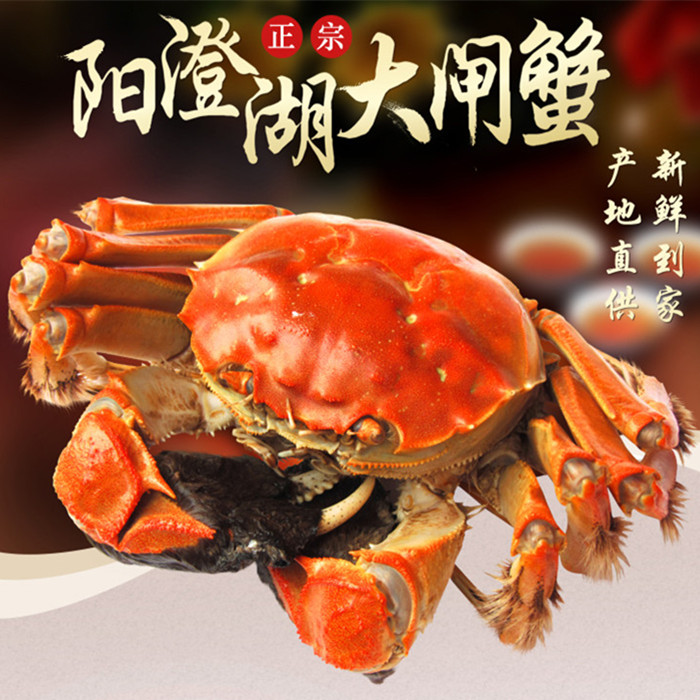 新鲜活螃蟹正宗阳澄湖大闸蟹鲜活现货全母3.0两8只礼盒装顺丰包邮