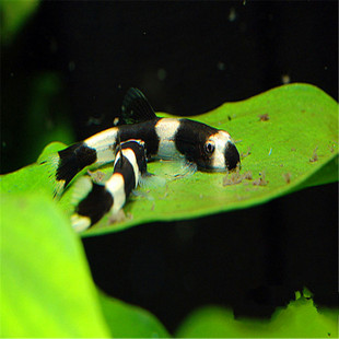 熊猫鳅 黑白爬岩吸鳅 鱼缸小型鱼 吃鱼虾屎淡水鱼 冷水鱼 清道夫