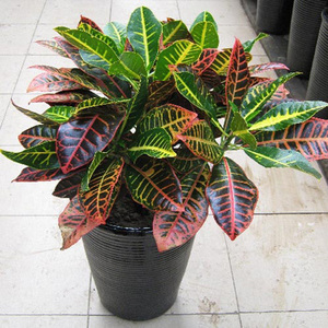 花卉盆栽变色龙图片