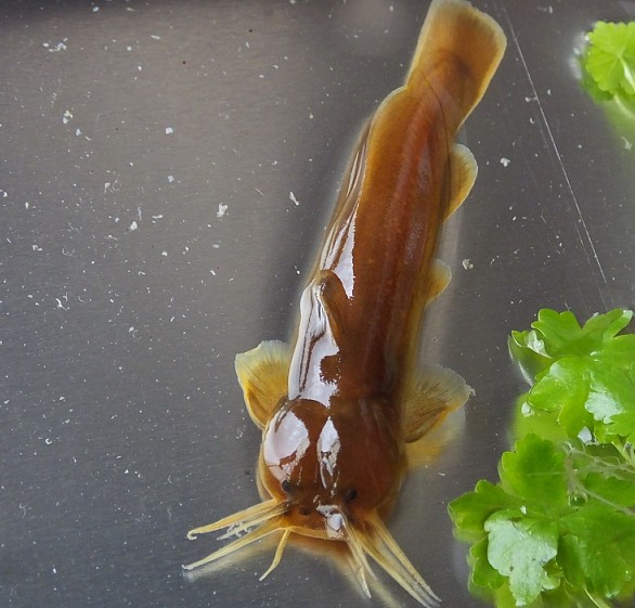 小金鲶 黄金鲇鱼苗活体冷水鱼原生鱼小金鱼 虾虎吸鳅宠物热带观赏