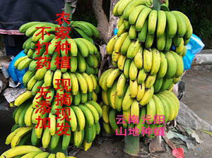 香蕉banana新鲜水果无催熟剂 广东特产非米蕉