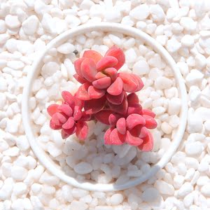 【治家森活多肉】_治家森活多肉品牌精选 - 好便宜网