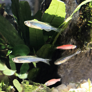 【冷水鱼活体小型图片】冷水鱼活体小型图片大