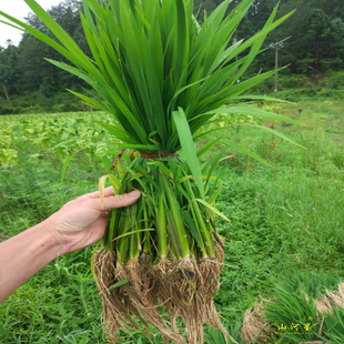 超优千号 y两优900 插秧苗超级杂交水稻种子苗籼稻谷袁隆平粮食优