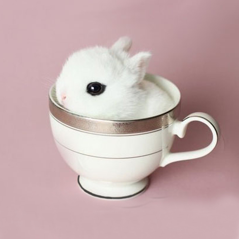 宠物兔子侏儒兔活体迷你 小型海棠兔宝宝凤眼西施兔茶杯兔长不大