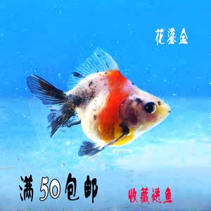 【小型冷水鱼图片】小型冷水鱼图片大全