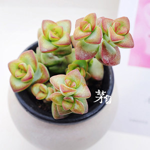 多肉植物 半球爱星  span class=h>爱心 /span> 肉肉植物绿植 span
