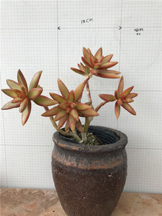 加州落日老桩 红日老桩 加州落日 多肉植物一物一拍