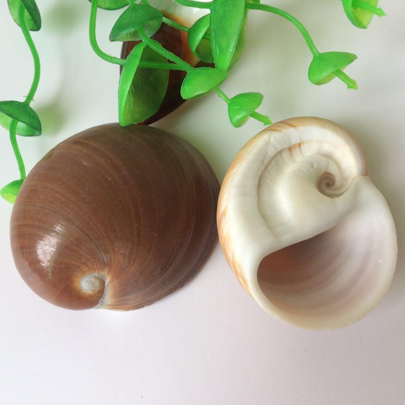 天然海螺贝壳 圆猫眼螺 3-5cm 卷贝鱼寄居蟹 鱼缸水族箱造景装饰