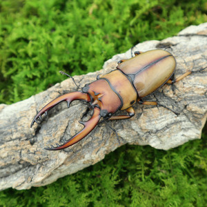 牧野虫社独角仙甲虫宠物 两点赤 span class=h>锯 /span>锹形虫(北京