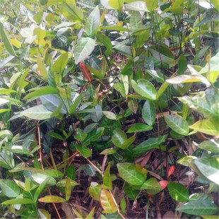 野生新鲜络石藤 石鲮明石悬石云珠云丹中药材500克