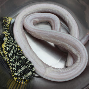 生态养殖大王蛇 王锦蛇  span class=h>菜花 /span>蛇 新鲜蛇肉 现杀