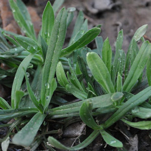 野菜面条菜新鲜图片