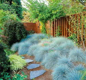 class=h>植物 /span>进口耐寒蓝极草观赏草景观 span class=h>绿化 