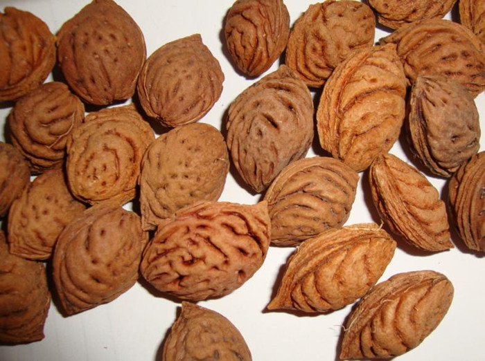 全国5斤包邮野生毛桃核桃树种子 毛桃种子 山桃核原料 雕刻桃核