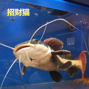 中大型观赏鱼底层鱼鲶鱼小丑武士鲶鱼水族活体